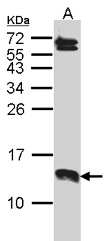 SERP1 antibody