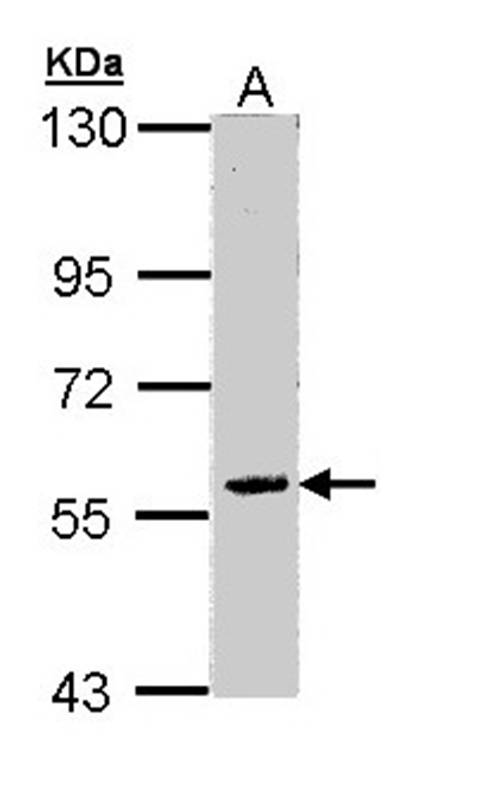 FAM126A antibody