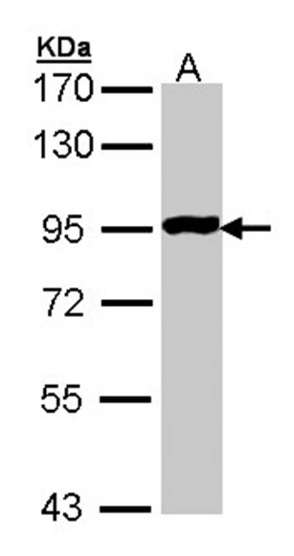 GPR114 antibody
