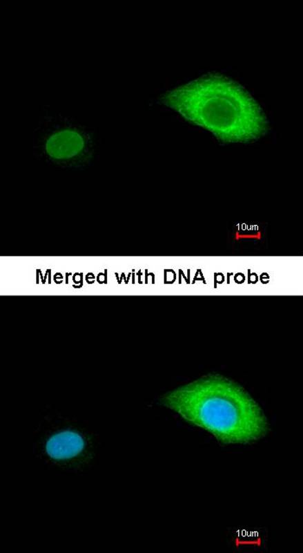 BCL2L15 antibody