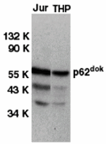 DOK1 Antibody