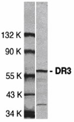 DR3 Antibody