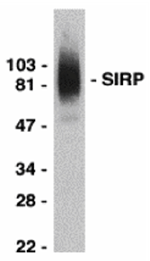 SIRP alpha Antibody