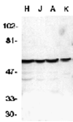 Caspase-10 Antibody