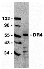 DR4 Antibody