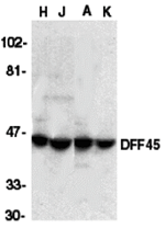 DFF45 Antibody