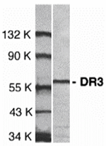 DR3 Antibody