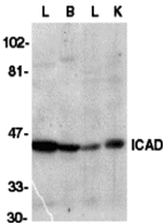 ICAD Antibody