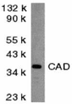 CAD Antibody