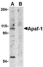 Apaf1 Antibody