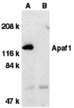 Apaf1 Antibody