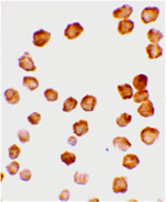 DcR2 Antibody