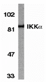 IKK alpha Antibody