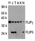 FLIP Antibody