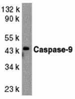 Caspase-9 Antibody