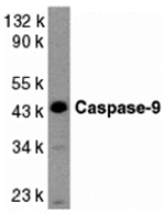 Caspase-9 Antibody