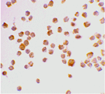 Caspase-9 Antibody