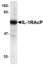 IL-1RAcP Antibody