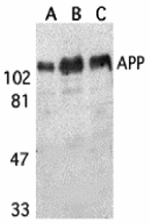 APP Antibody