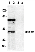 DRAK2 Antibody