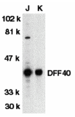 DFF40 Antibody