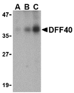 DFF40 Antibody