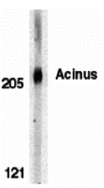 Acinus Antibody