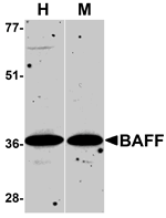 BAFF Antibody