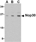 Nop30 Antibody