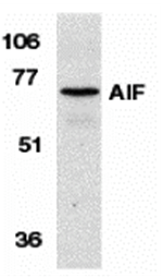 AIF Antibody