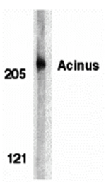 Acinus Antibody