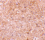 Caspase-13 Antibody