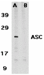 ASC Antibody