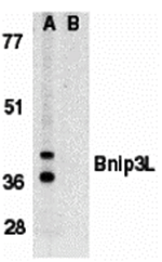 Bnip3L Antibody