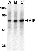 AIF Antibody