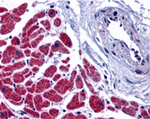 Caspase-12 Antibody