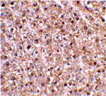 Caspase-12 Antibody