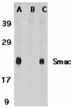 Smac Antibody