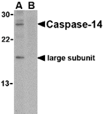 Caspase-14 Antibody