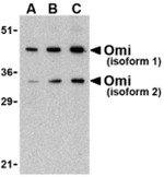 OMI Antibody