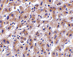 OMI Antibody