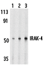 IRAK-4 Antibody