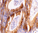 Bcl-G Antibody