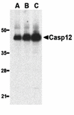 Caspase-12 Antibody(Large)