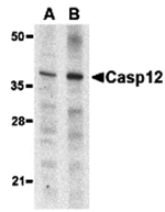 Caspase-12 Antibody(Small)