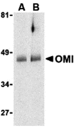 OMI Antibody