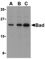 BAD Antibody