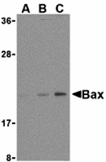 Bax Antibody