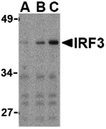 IRF3 Antibody