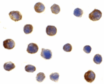 IRF3 Antibody